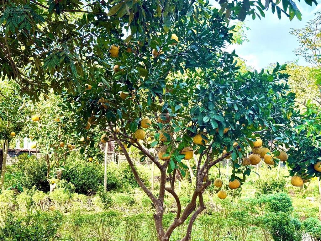 Đẹp lắm các bác ơi
chủ nhà không có thời gian chăm sóc nên nhượng lại cho bác nào yêu thích vườn tư