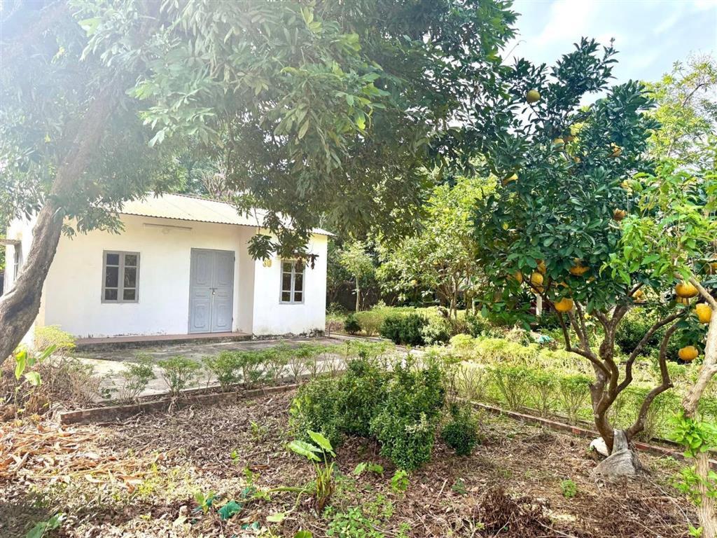 Đẹp lắm các bác ơi
chủ nhà không có thời gian chăm sóc nên nhượng lại cho bác nào yêu thích vườn tư