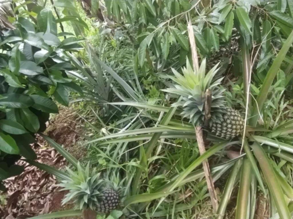 Bán nhà vườn hơn 2 sào ngay quốc lộ 20 (dưới đèo bảo lộc)