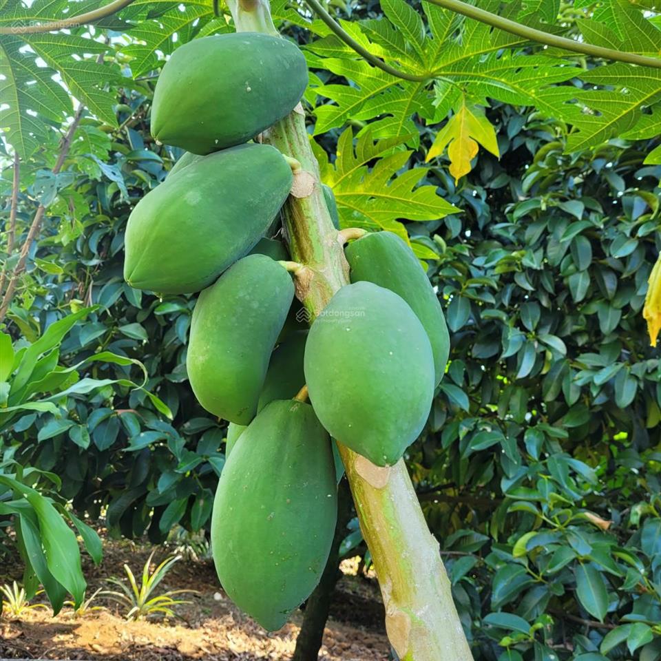 Bán nhà vườn hơn 2 sào ngay quốc lộ 20 (dưới đèo bảo lộc)