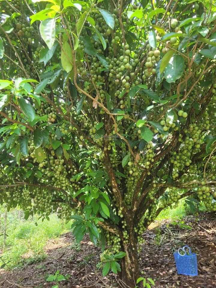 Bán nhà vườn hơn 2 sào ngay quốc lộ 20 (dưới đèo bảo lộc)