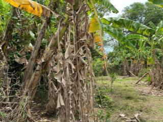 Bán đất chính chủ đường phước sanh  hậu nghĩa  tây ninh (sát mik imperia) ngang 15m, dài 40m