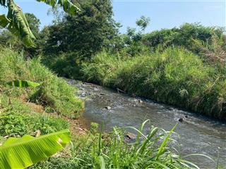 Bán đất rẫy full cà phê 7100m2, giáp suối lớn tại ea blang, buôn hồ, đắk lắk, 1,6 tỷ