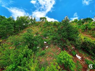 Bán quả đồi mini hơn 6000m có 300 thổ cư gần đường tà lài giá mềm!