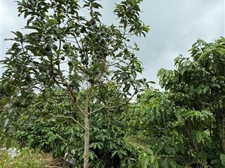 Bán đất thuộc quy hoạch trang trại