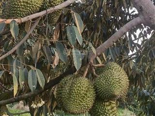 Đất vườn rộng sẵn vườn cây siêu đẹp nằm gần sân bay quốc tế long thành