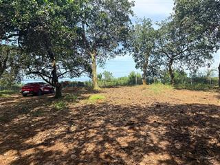 Vườn điều cổ thụ view hồ trị an  cách nhựa 200m  cách tphcm 60p di chuyển