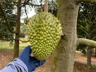 Lô đất thổ cư 125m2 (5x25) có cây ăn trái trên đất  full thổ cư  giá 775tr trọn sổ