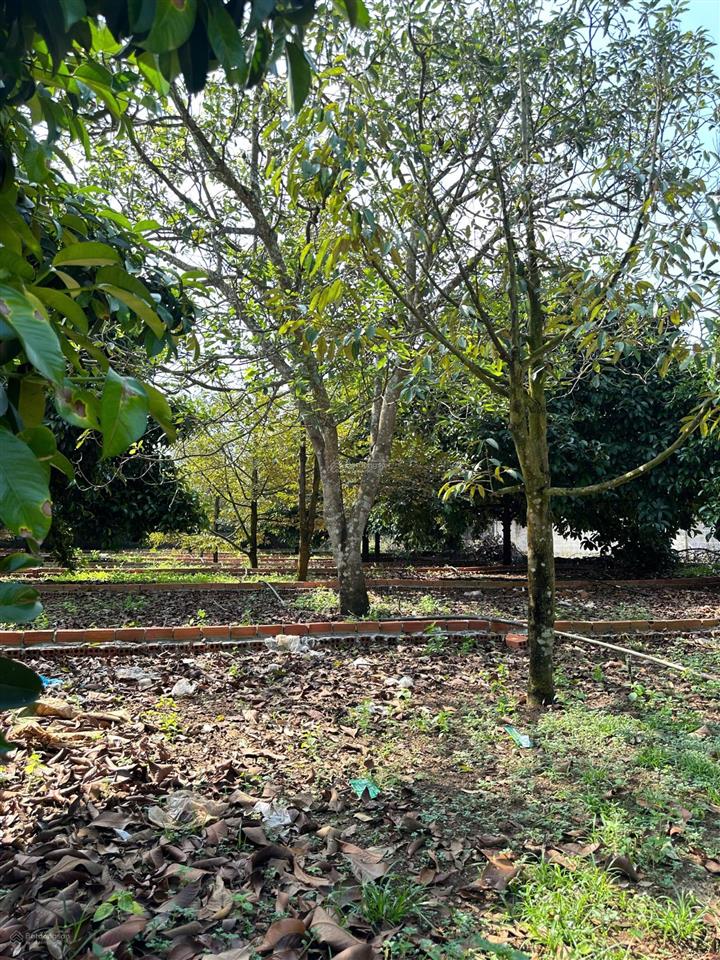 Đất thổ cư có sẵn cây ăn trái diện tích lớn 250m2  500m2  1000m2 full thổ cư