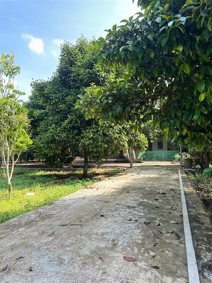 Đất thổ cư có sẵn cây ăn trái diện tích lớn 250m2  500m2  1000m2 full thổ cư