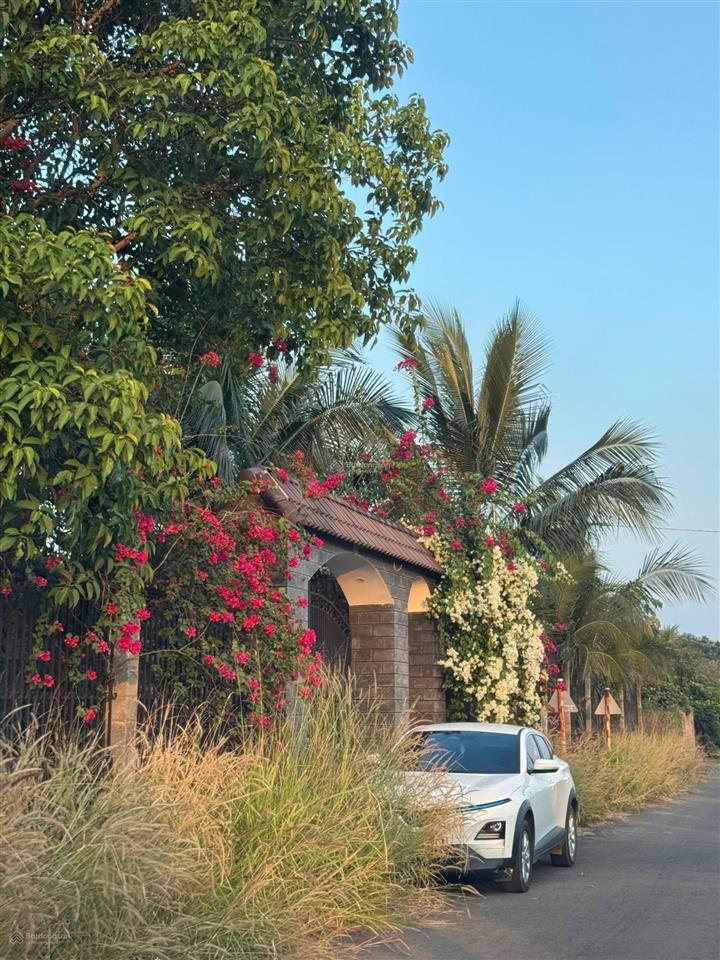 Đất thổ cư có sẵn cây ăn trái diện tích lớn 250m2  500m2  1000m2 full thổ cư