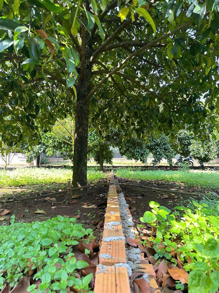 Đất thổ cư có sẵn cây ăn trái diện tích lớn 250m2  500m2  1000m2 full thổ cư