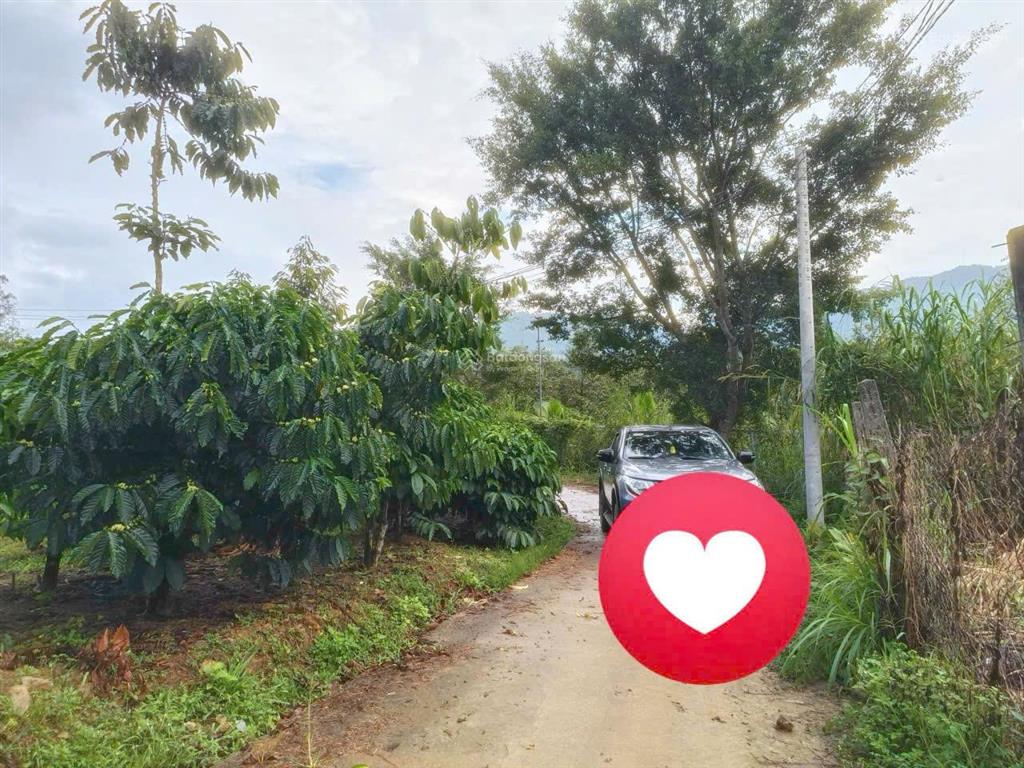 Bán gấp 1500m2 đất vườn cà phê siêu đẹp gần tt bảo lộc, giá siêu mềm chỉ 1.08 tỷ còn thương lượng