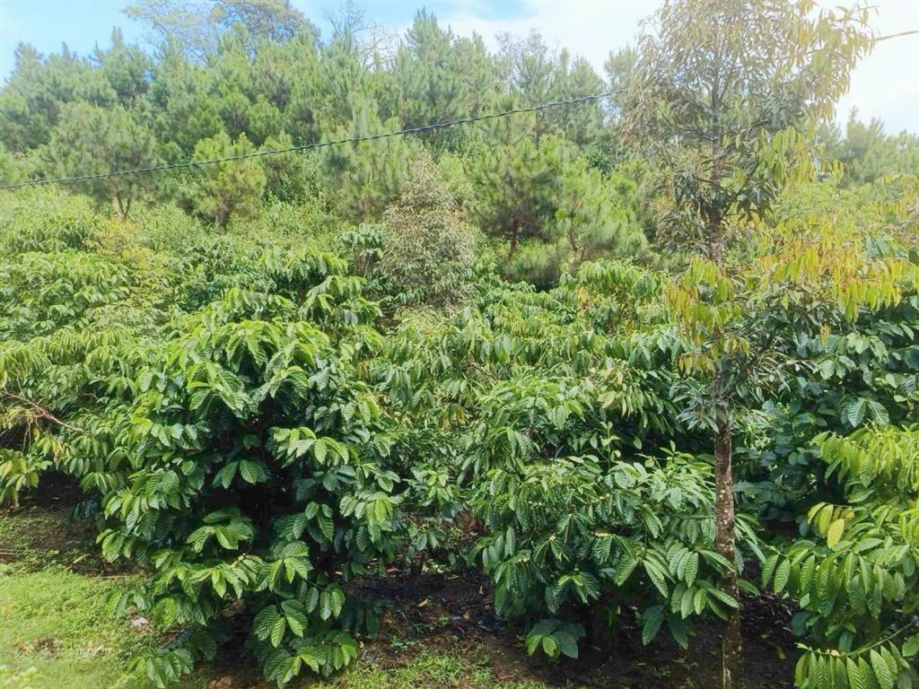 Bán gấp 1500m2 đất vườn cà phê siêu đẹp gần tt bảo lộc, giá siêu mềm chỉ 1.08 tỷ còn thương lượng