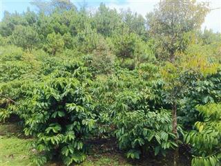 Bán gấp 1500m2 đất vườn cà phê siêu đẹp gần tt bảo lộc, giá siêu mềm chỉ 1.08 tỷ còn thương lượng