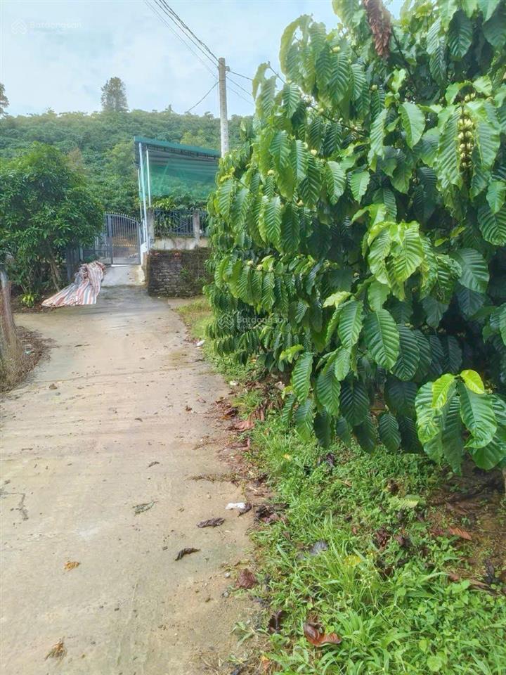 Bán gấp 1500m2 đất vườn cà phê siêu đẹp gần tt bảo lộc, giá siêu mềm chỉ 1.08 tỷ còn thương lượng