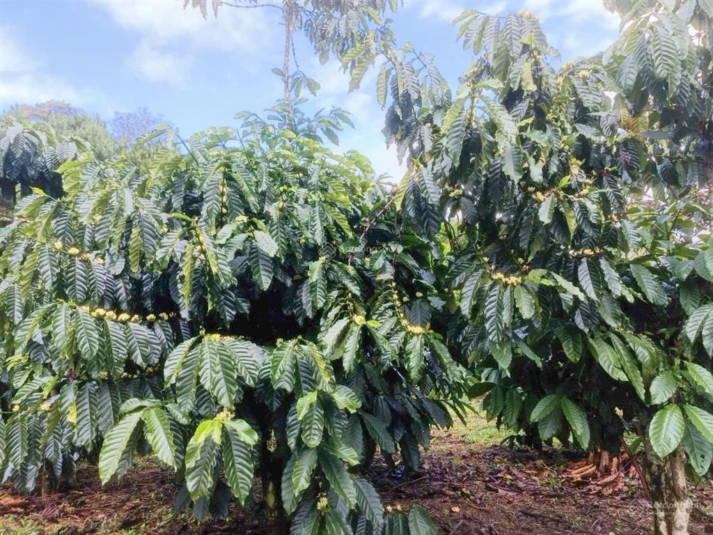 Bán gấp 1500m2 đất vườn cà phê siêu đẹp gần tt bảo lộc, giá siêu mềm chỉ 1.08 tỷ còn thương lượng