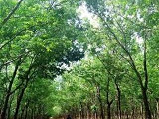 Chuyển nhượng dự án ~1500 hecta tiềm năng trồng cao su, dược liệu, chăn nuôi, năng lượng xanh