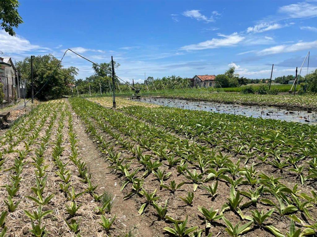 Bán đất làm nhà vườn 2300m2 có 600m2 thổ cư