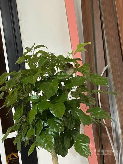 Chính chủ mình bán nhà phố ngọc trì  trung tâm long biên  lô góc 4 mặt thoáng ngõ ba gác tránh !