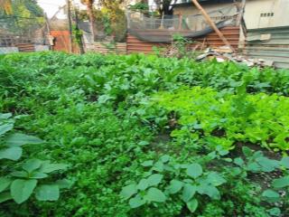 Bán vườn sinh thái bình minh cửa ngõ hà đông 603m2 đường ô tô tải vào đất, 2 mặt tiền trước sau