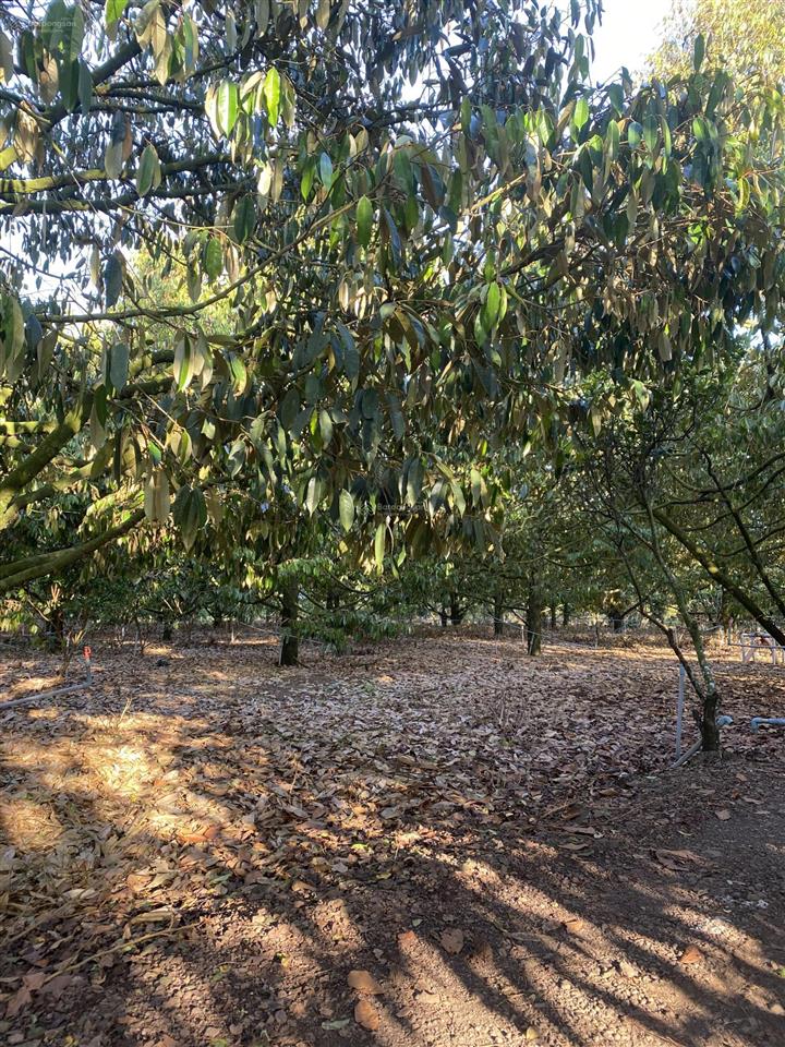 Bán đất vườn 12,201m² có sổ riêng , đường ô tô bảo bình, cẩm mỹ, đồng nai