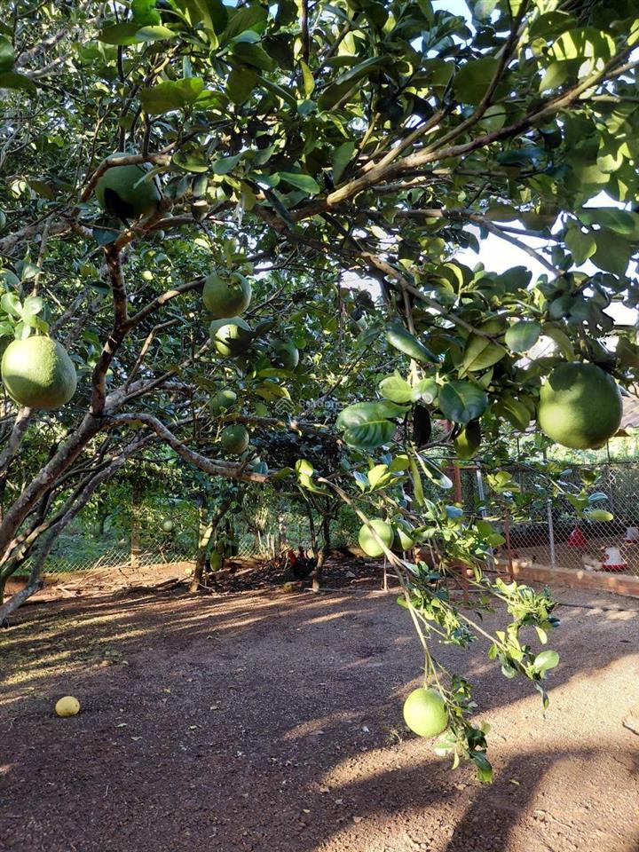 Bán đất vườn 12,201m² có sổ riêng , đường ô tô bảo bình, cẩm mỹ, đồng nai