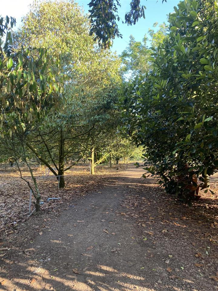 Bán đất vườn 12,201m² có sổ riêng , đường ô tô bảo bình, cẩm mỹ, đồng nai