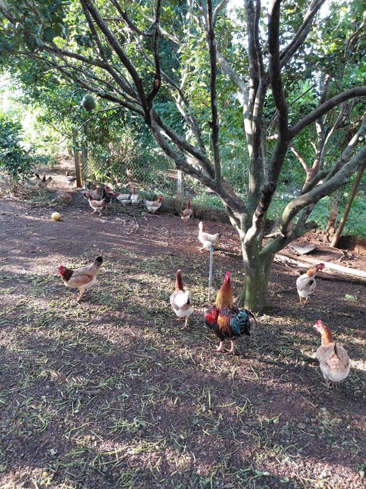 Bán đất vườn 12,201m² có sổ riêng , đường ô tô bảo bình, cẩm mỹ, đồng nai