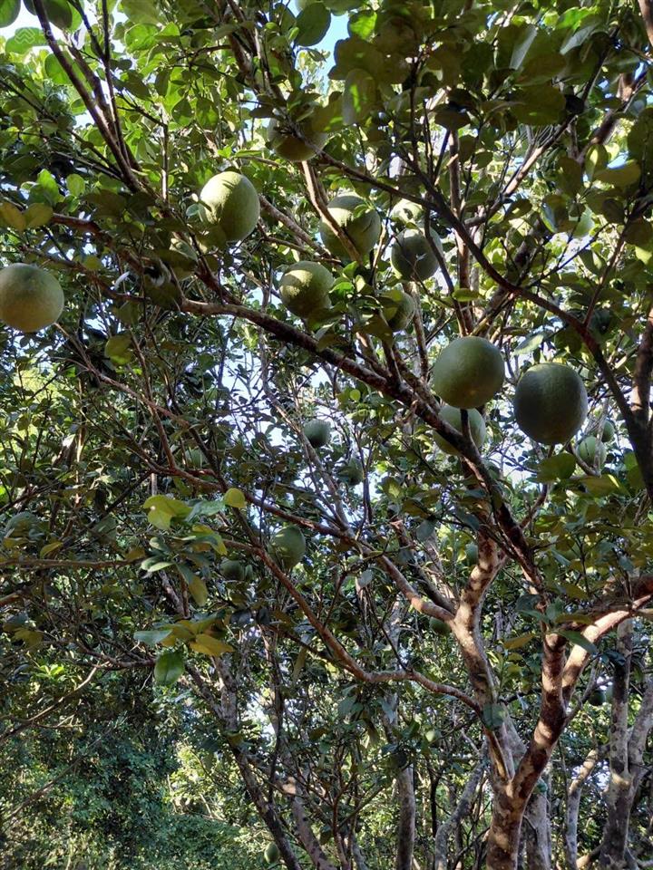 Bán đất vườn 12,201m² có sổ riêng , đường ô tô bảo bình, cẩm mỹ, đồng nai