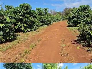 CHUYỂN NHƯỢNG VƯỜN CÀ PHÊ ĐANG KHAI THÁC – DIỆN TÍCH 7HA – GIA LAI