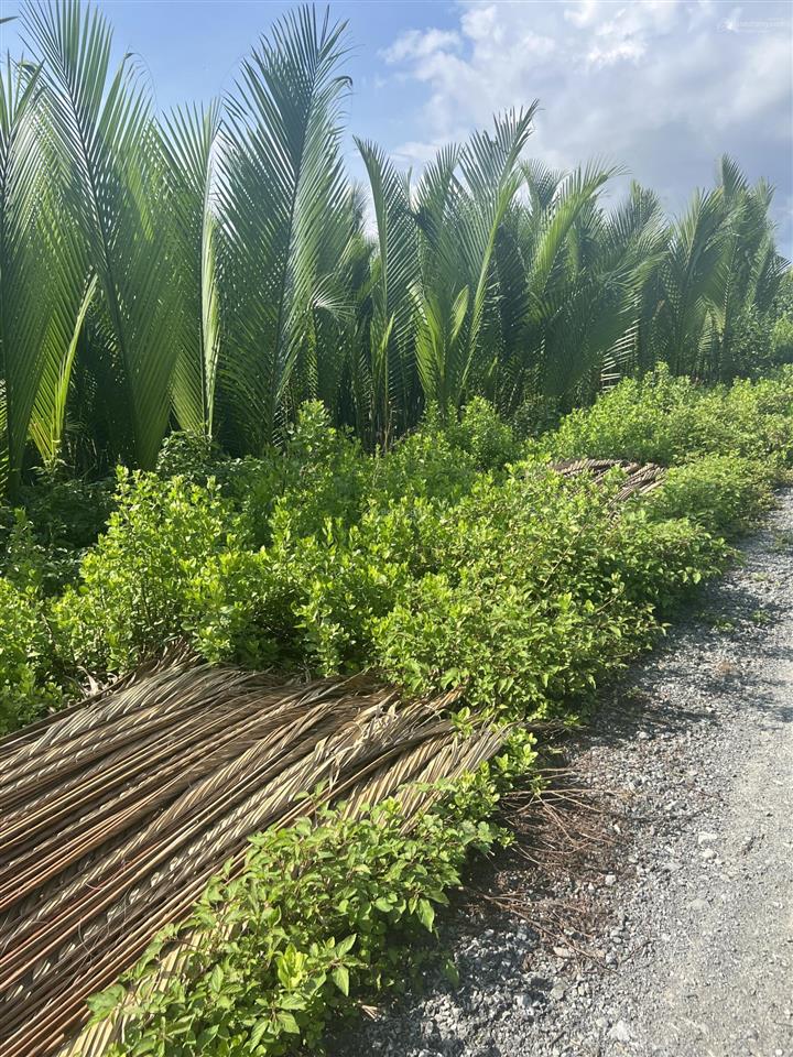 Bán gấp đất đẹp, giá rẻ nhất khu vực an thới đông, cần giờ  6.378m2