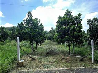 Bán đất 1 xẹc tại dh507, phú giáo, bình dương, an linh, 320 triệu, 250m2