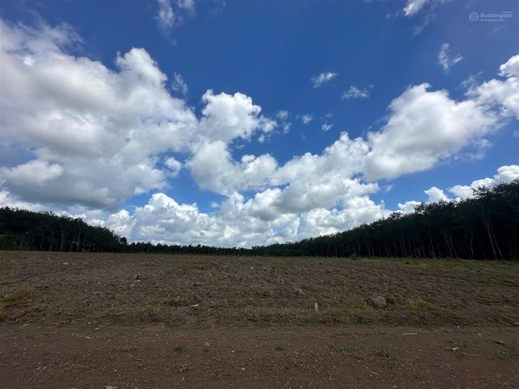 Chủ kẹt tiền cần bán đất nền 1100m2 tại xã tân lợi, đồng phú, giá chỉ 300 triệu, công chứng ngay