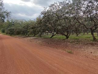 Chủ ngộp cần bán vườn điều 1ha có suối chảy qua, view núi, 2 tỷ 8 sang tên ra sổ, tân lợi, đồng phú