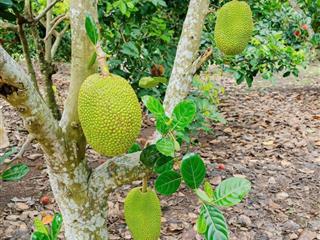 Bán vội lô đất 3650m2 tại đt753, tân lợi, đồng phú, giá 750 tr