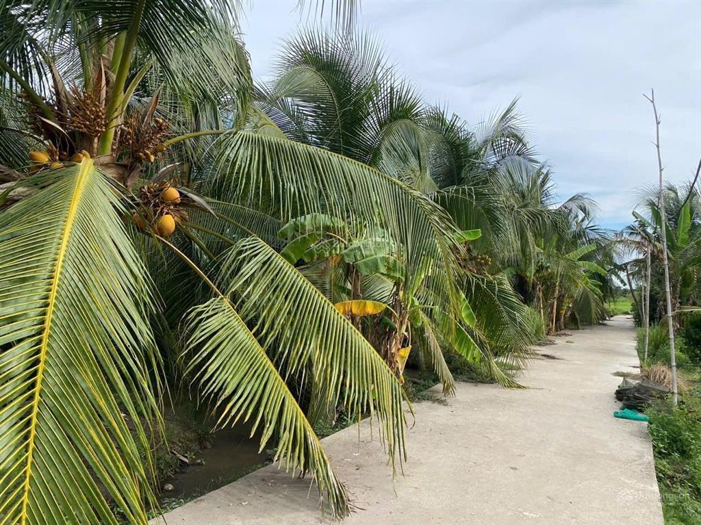 Đất đường ô tô có dừa thu hoạch sẵn 55x60
