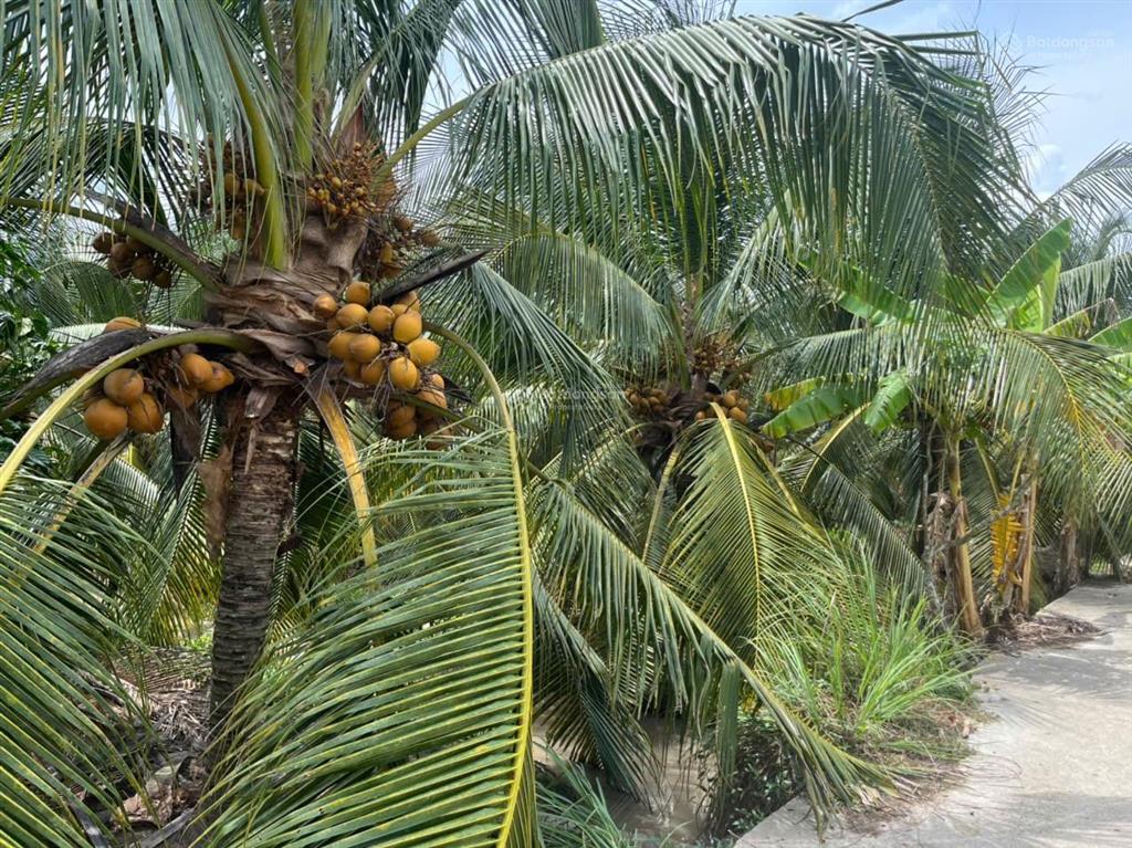 Đất đường ô tô có dừa thu hoạch sẵn 55x60