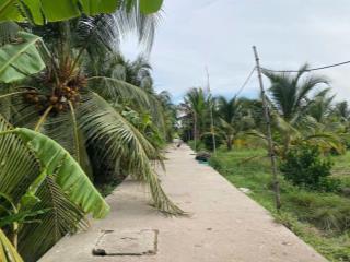 Đất đường ô tô có dừa thu hoạch sẵn