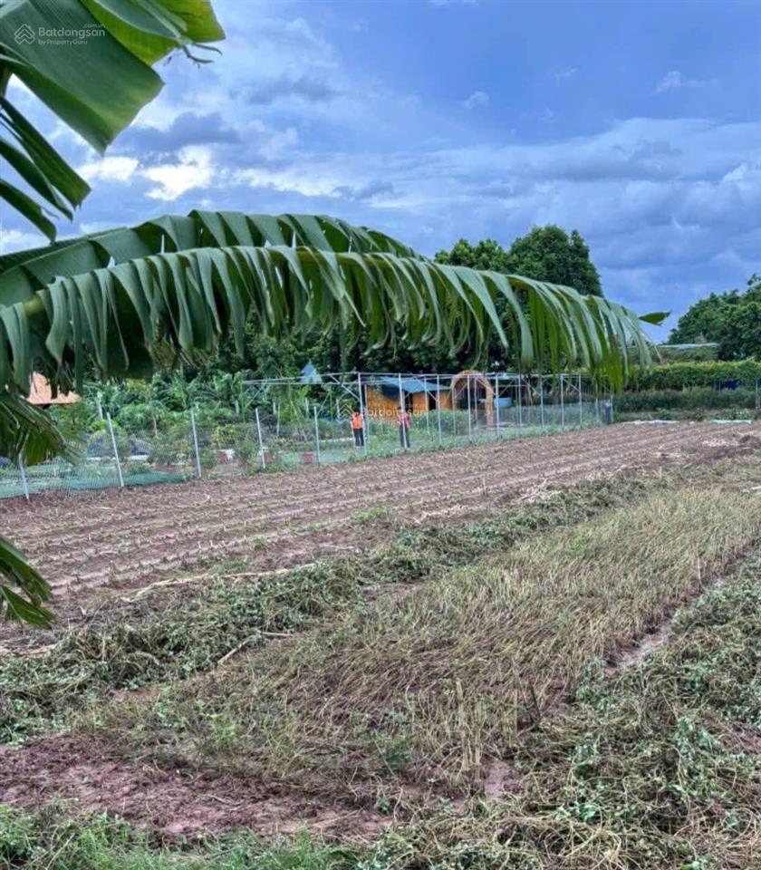 Mảnh đất 50 năm, vị trí đẹp làm nhà vườn rất đẹp