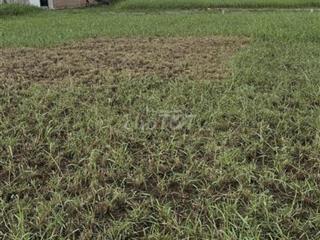 Cần bán đất thổ cư 100% 1 sẹc đường bàu sen, diện tích 139m2