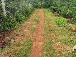 Bán đất vườn thổ cư giá siêu rẻ tại bờ ngoong, chư sê, gia lai