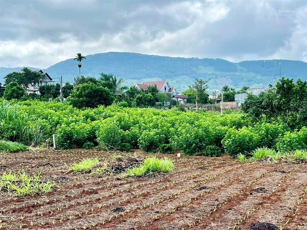 Bán lô đất tại nam banven đà lạt 127m2 chỉ 599triệu