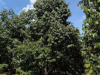 Chủ kẹt gửi em bán vườn sầu riêng siêu phẩm siêu rộng, đã thu hoạch được