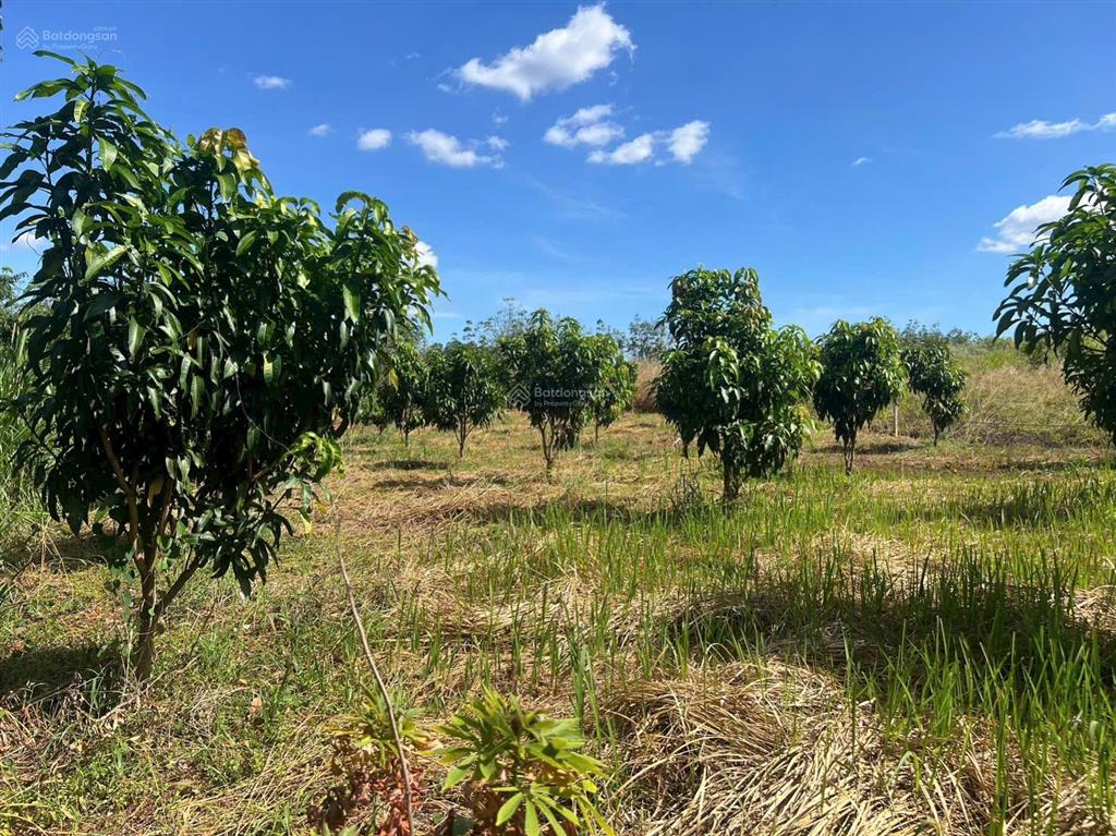 Cần bán gấp vườn trái cây 1500m2 ngay mặt tiền đường