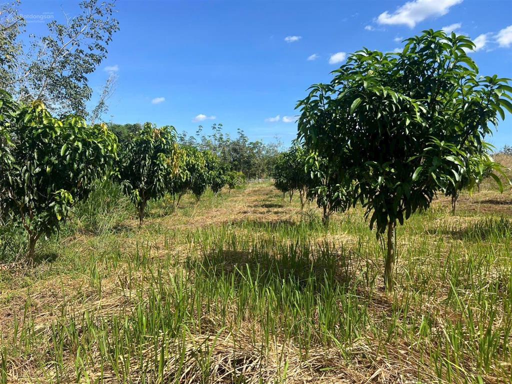 Cần bán gấp vườn trái cây 1500m2 ngay mặt tiền đường