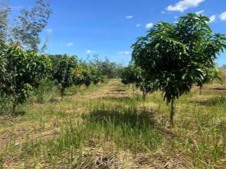 Cần bán gấp vườn trái cây 1500m2 ngay mặt tiền đường