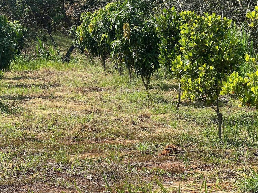 Cần bán gấp vườn trái cây 1500m2 ngay mặt tiền đường