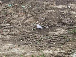 Bán lô đất 2 mặt kiệt ô tô 6m hoàng văn thái, liên chiểu, giá chỉ 2 tỷ 36x hạ ngay 30 tr