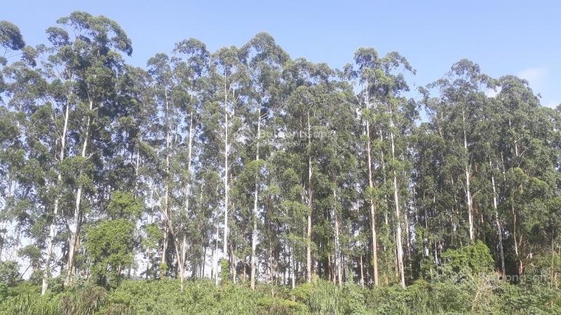 Chính chủ bán 60ha đất rừng sản xuất tại lục ngạn bắc giang  0969 451 ***